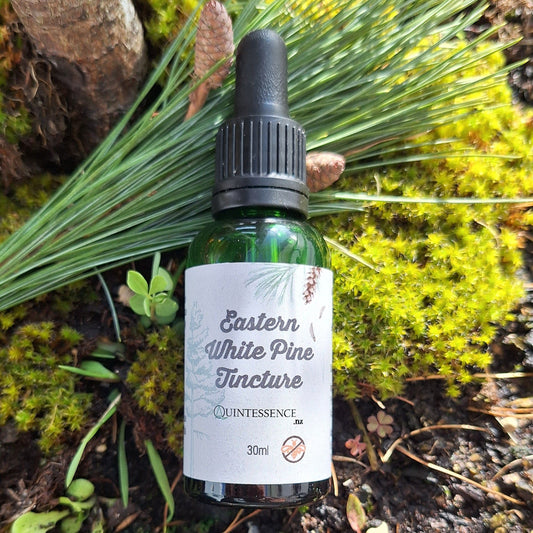 Eastern White Pine Tincture (Honey Free) 30ml - Quintessence