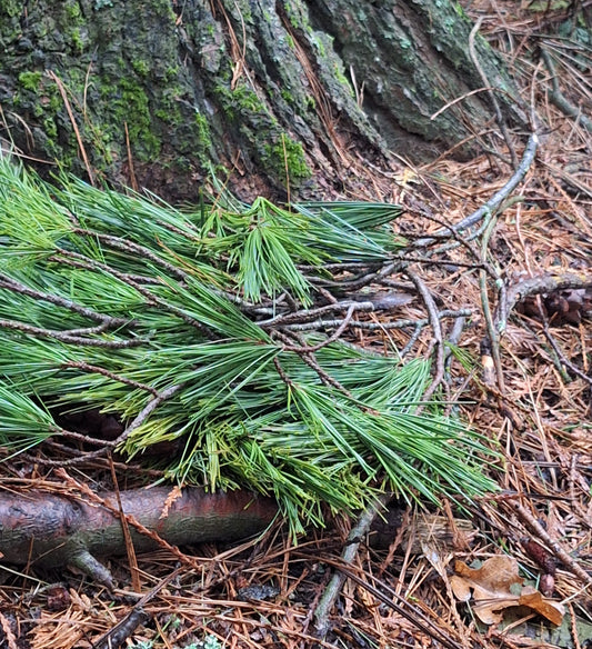 Eastern White Pine