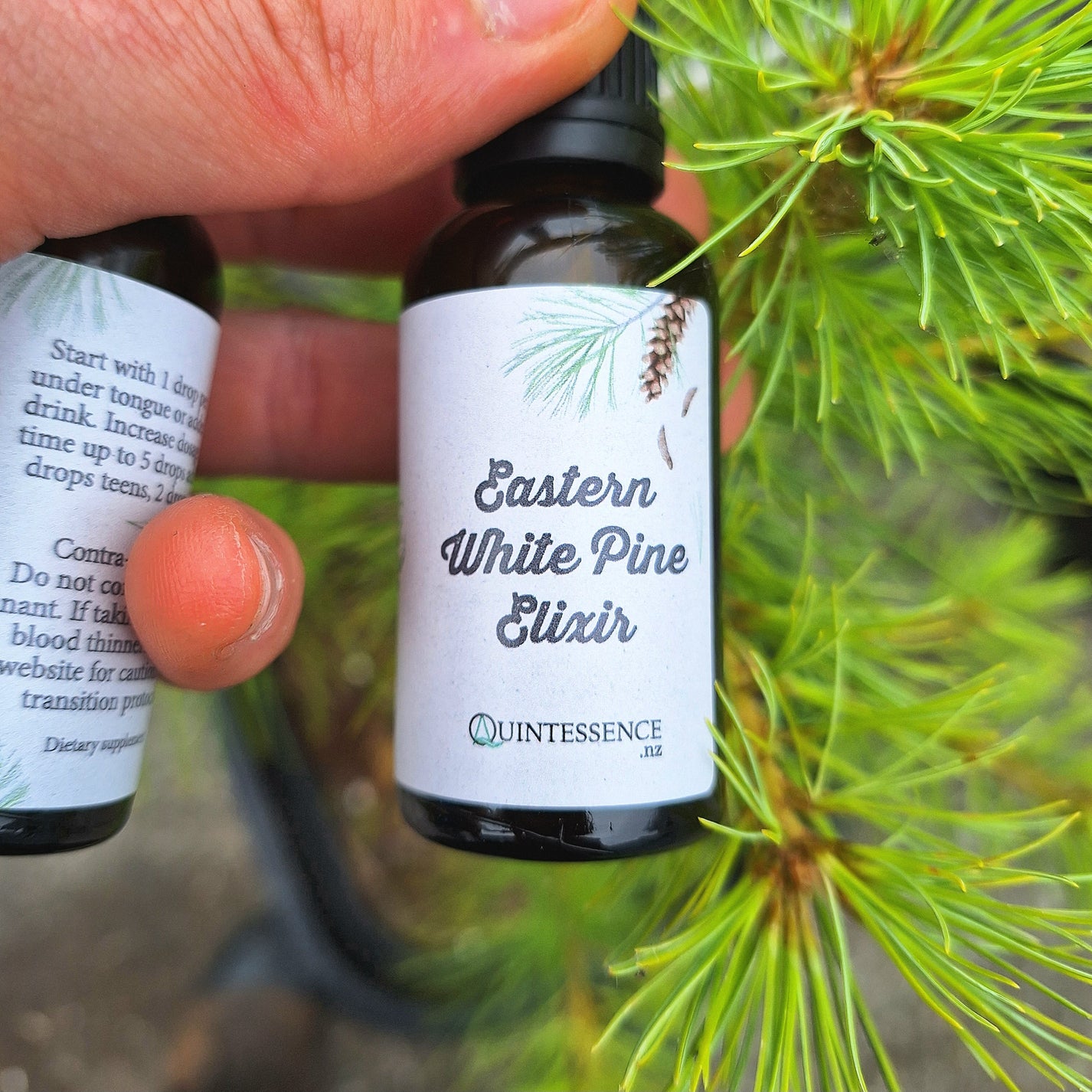 Eastern White Pine Elixir 30ml – Quintessence