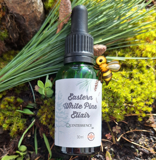 Eastern White Pine Elixir 30ml