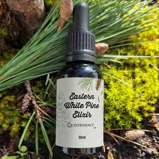 Eastern White Pine Elixir