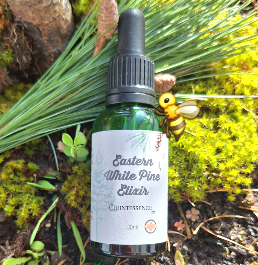 Eastern White Pine Elixir 30ml