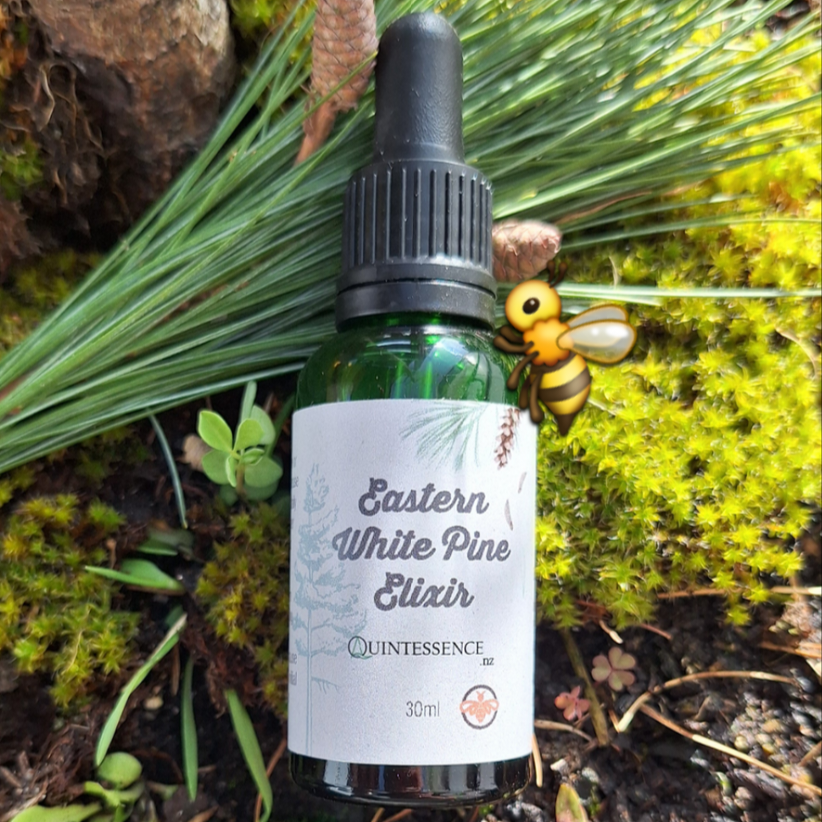 Eastern White Pine Elixir